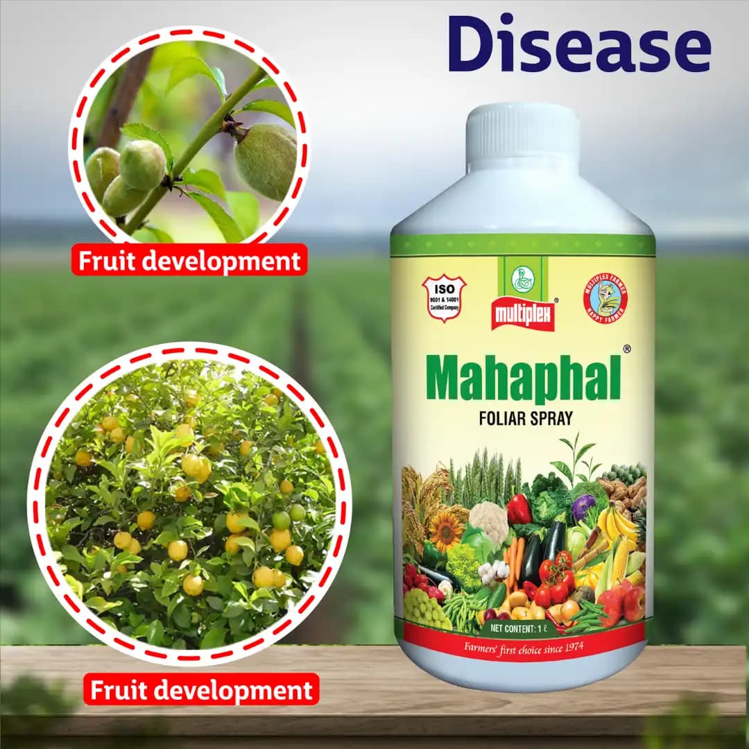 Multiplex Mahaphal Bio Stimulant, Boosts Flowering, Fruit Setting And Disease Resistance - Image 2