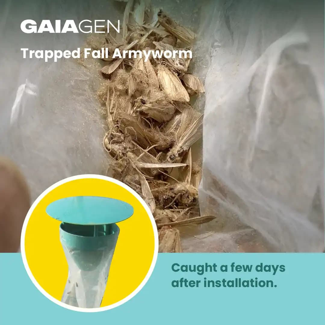 Gaiagen Fall Army Worm Pheromone Lure For Spodoptera Frugiperda And Insect Funnel Trap, IMO Certified - Image 7