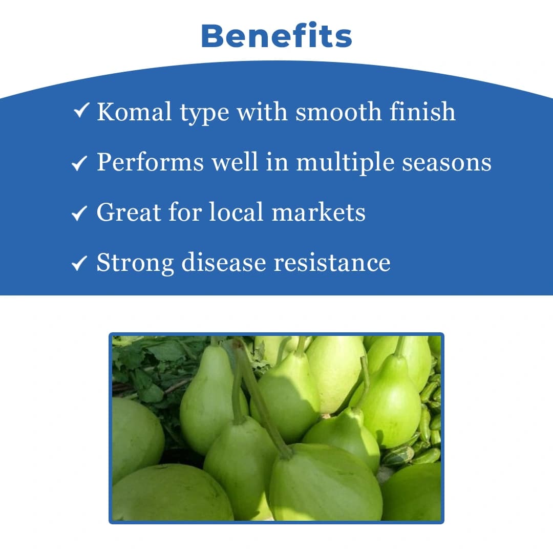 Jivit Hybrid F1 JS 355 F1 Hybrid Komal Type Bottle Gourd Seeds, Cylindrical Shape, Shinning Light Green Color. - Image 4
