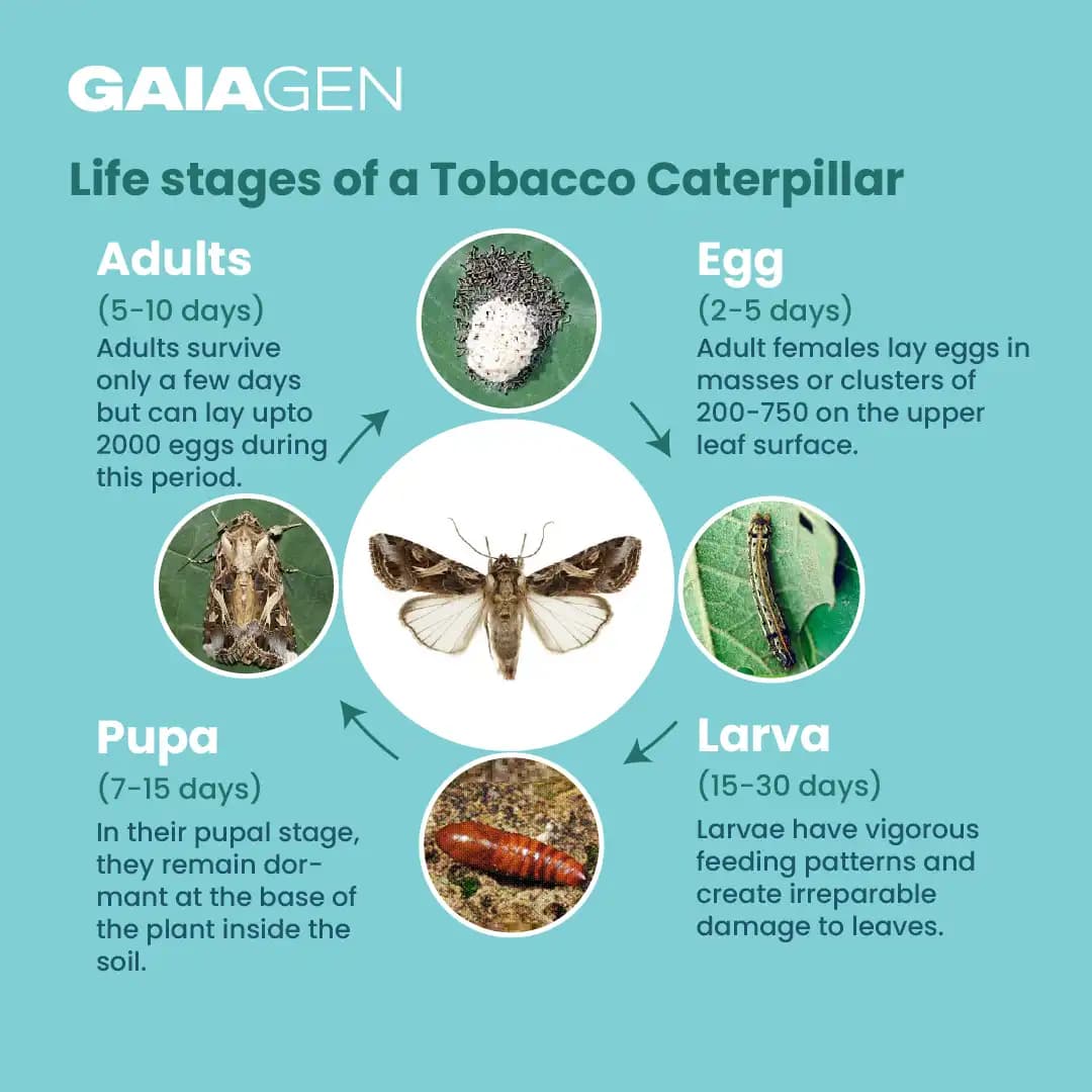 Gaiagen Tobacco Caterpillar (Spodoptera Litura) Pheromone Lure And Insect Funnel Traps, IMO Certified. - Image 5