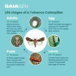 Gaiagen Tobacco Caterpillar (Spodoptera Litura) Pheromone Lure And Insect Funnel Traps, IMO Certified. 5