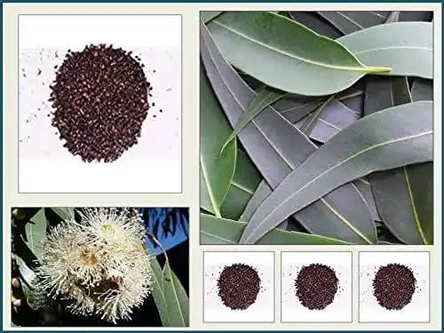 RK Seeds Eucalyptus citriodora,Lemon-scented gum Seeds , Lemon , Scented Gum Seeds,Corymbia citriodora,Lemon-Scented Gum,Lemon Scented Eucalyptus seed - Image 2
