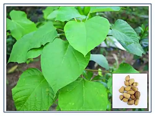 RK Seeds - Gmelina arborea seeds, Gamhar seed, White Teak, Gmelina, goomar teak seeds, Kashmir tree, Malay beechwood seeds, white teak seeds, Yamane, - Image 3
