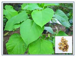 RK Seeds - Gmelina arborea seeds, Gamhar seed, White Teak, Gmelina, goomar teak seeds, Kashmir tree, Malay beechwood seeds, white teak seeds, Yamane, 3