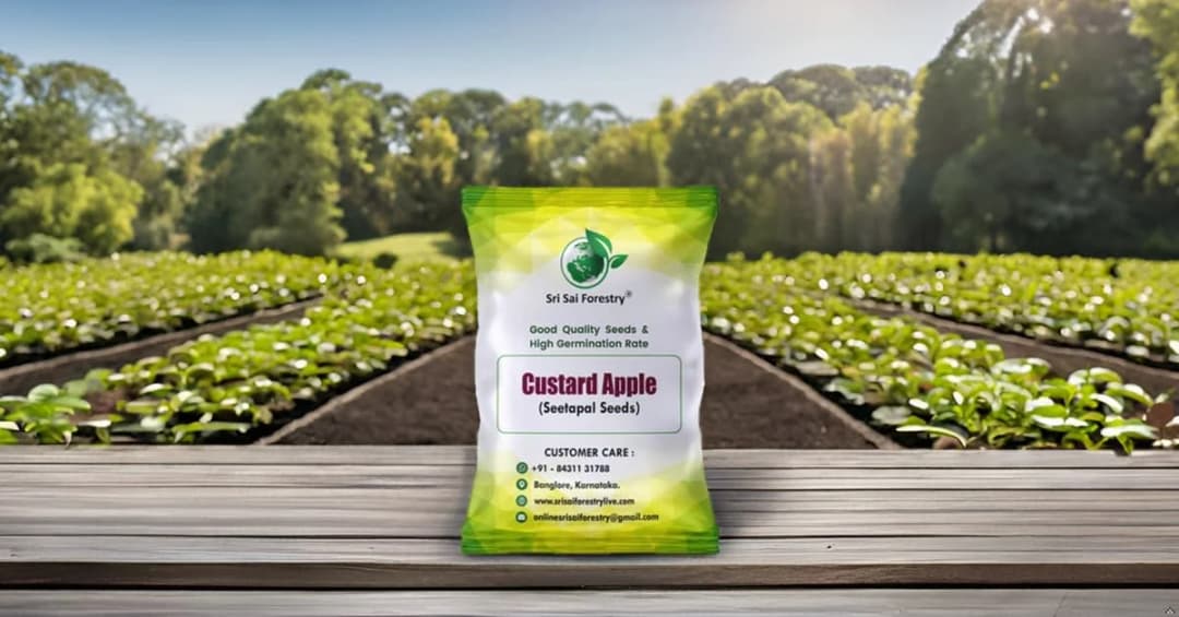 SRI SAI FORESTRY Custard Apple Seeds, Sitafal Ke Beej, Sugar Apple Seeds, Sweetsop Seeds, Annona squamosa Fruit Tree Seeds - Image 10