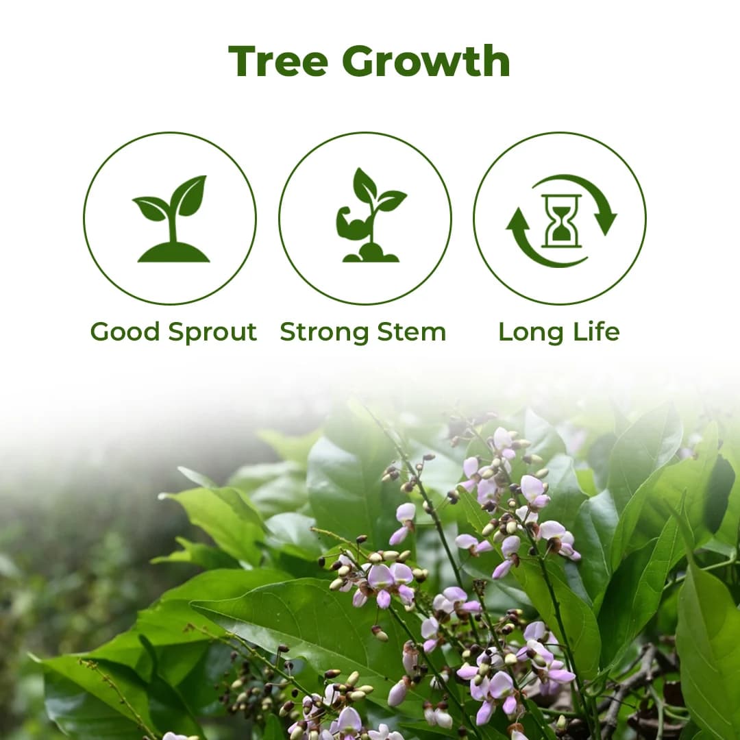 SRI SAI FORESTRY Karanja (Millettia Pinnata) Indian Beach Tree, Pongamia Pinnata, Pongame oil tree, Liquid Fuel Tree Seeds - Image 3