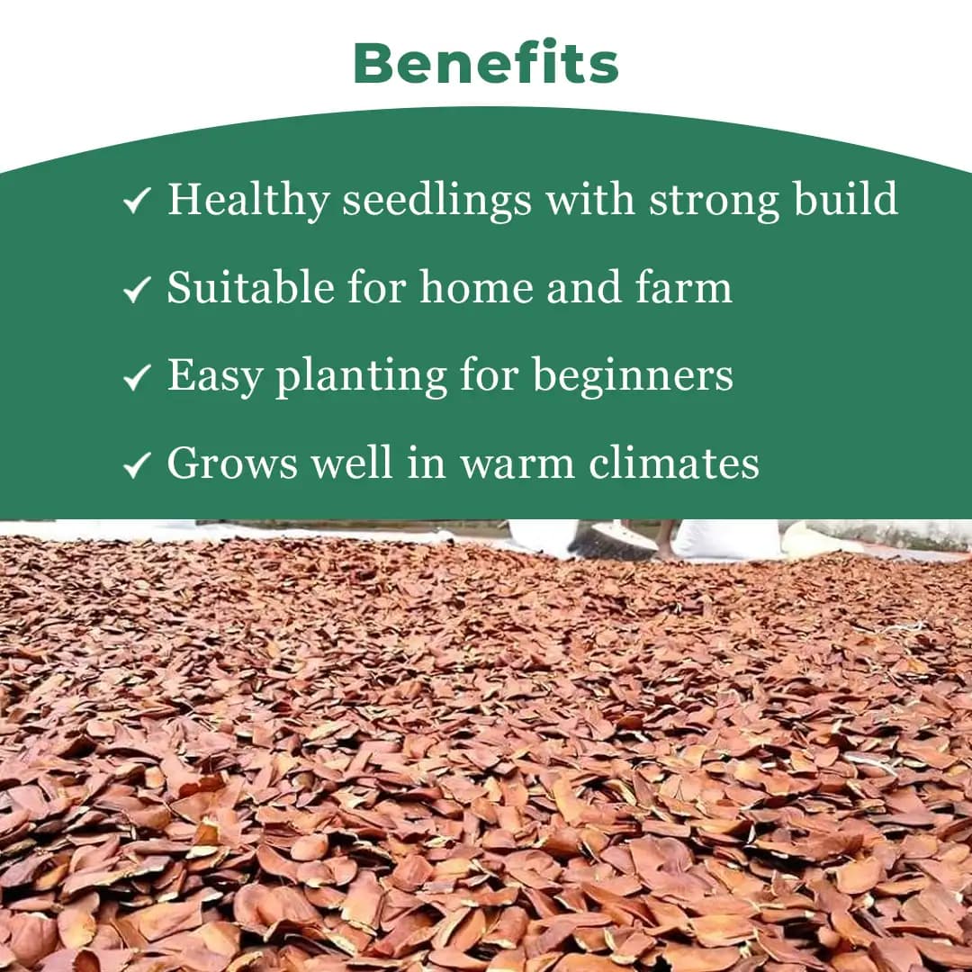 Sri Sai Forestry African Mahogany Tree Seeds, Swetania Mahogani Plant Seed - Image 4