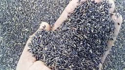 Sri Sai Forestry COFS 31 Grass Seeds For Goat And Cow, Multi Cut Fodder Seed 11