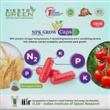 Siesto NPK Grow. A Mixture of three plant essential Microbes which helps plant by providing them with water soluble Nitrogen, Phosphorous and Potash. - Image 2