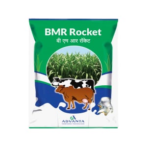 Advanta BMR Rocket Hybrid Forage, Quick feed ,Reduced Lignin Content ,High Energy Levels ,Increased Productivity Across Multiple ends Uses.