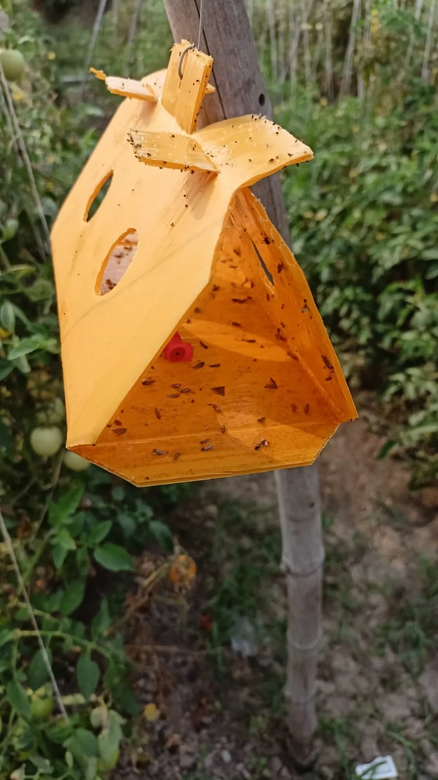 SK Agrotech Tuta Absoluta Tomato Leafminer Pheromone Trap With Lure - Effective Pest Control For Tomatoes - Image 8