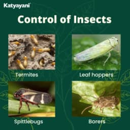 Katyayani Metarhizium Anisopliae Bio Insecticide, (Powder) Talcum Based Powder Formulation Used For Effective Pest Control 5