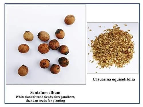 RK Seeds - White Sandalwood Seeds, Chandan Seeds, Santalum album 100 g + White Sandal Host Plant Seeds - Image 4