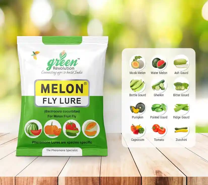 IPM Trap With Melon Fly Pheromone Lure For Controlling Bactrocera Cucurbitae. For Cucumber, Bottle Gourd, Bitter Gourd, Pumpkin, Water Melon - Image 9