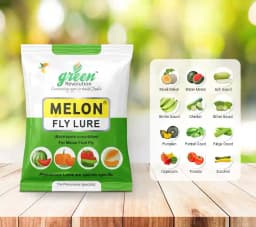 IPM Trap With Melon Fly Pheromone Lure For Controlling Bactrocera Cucurbitae. For Cucumber, Bottle Gourd, Bitter Gourd, Pumpkin, Water Melon 4