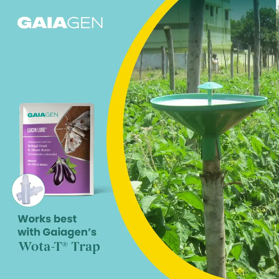 Gaiagen Brinjal Fruit And Shoot Borer Pheromone Lure For Leucinodes Orbonalis, IMO Certified. - Image 9