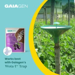 Gaiagen Brinjal Fruit And Shoot Borer Pheromone Lure For Leucinodes Orbonalis, IMO Certified. 9