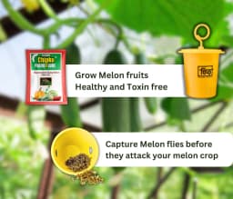 Chipku Pheromone Ecomax Trap With Melon Fly Lure (Bactrocera Cucurbitae) Feeding By The Larvae. For Gourds, Pumpkin, Tomato, Water Melon, Zucchini 3