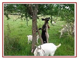 RK Seeds Babul Seeds , Live Fencing Tree Seeds , Acacia Nilotica Seeds , Vachellia Nilotica seeds for planting, Live fencing, Babul Fodder purpose 2