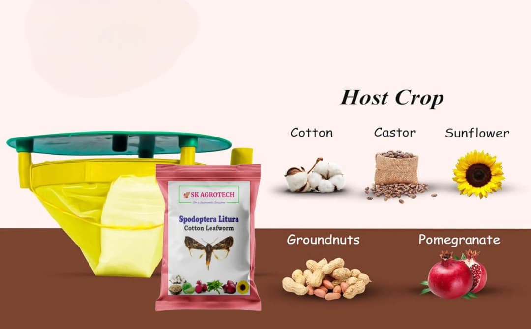 SK Agrotech Spodoptera Litura Cotton Leafworm Pheromone Trap With Lure - Effective Monitoring and Control - Image 6