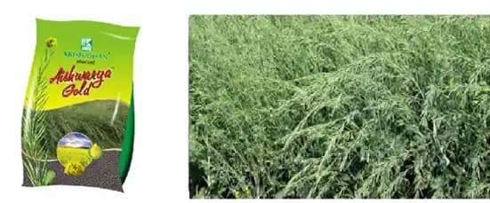 Krishidhan Research Aishwarya Gold High Yield Mustard Seeds With Good Gemination, Sarso Ke Beej. - Image 1