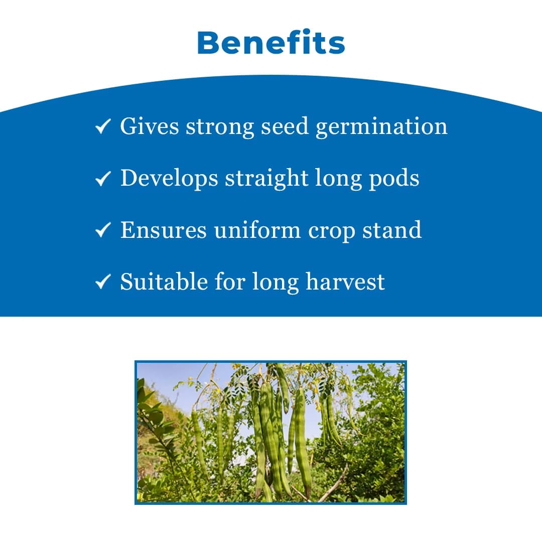 S.K. International Moringa PKM1 (Drumstick) Seeds - Image 4