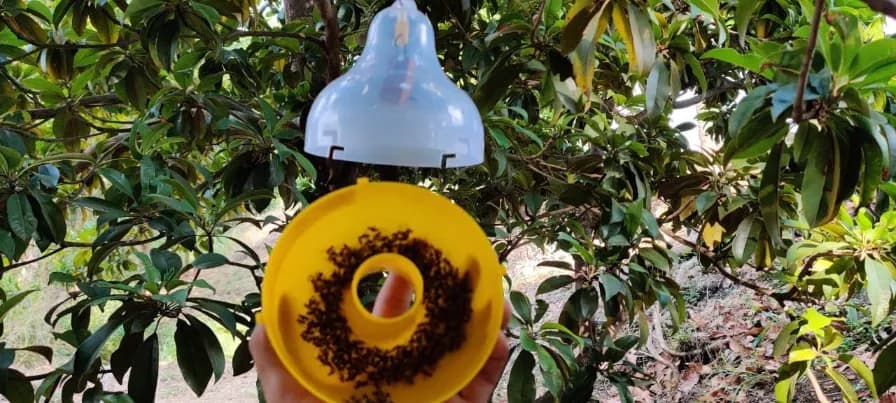 SK Agrotech Bactrocera Cucurbitae Mac Phll Trap With Melon Fly Lure - Effective Pest Control for Vegetables - Image 5