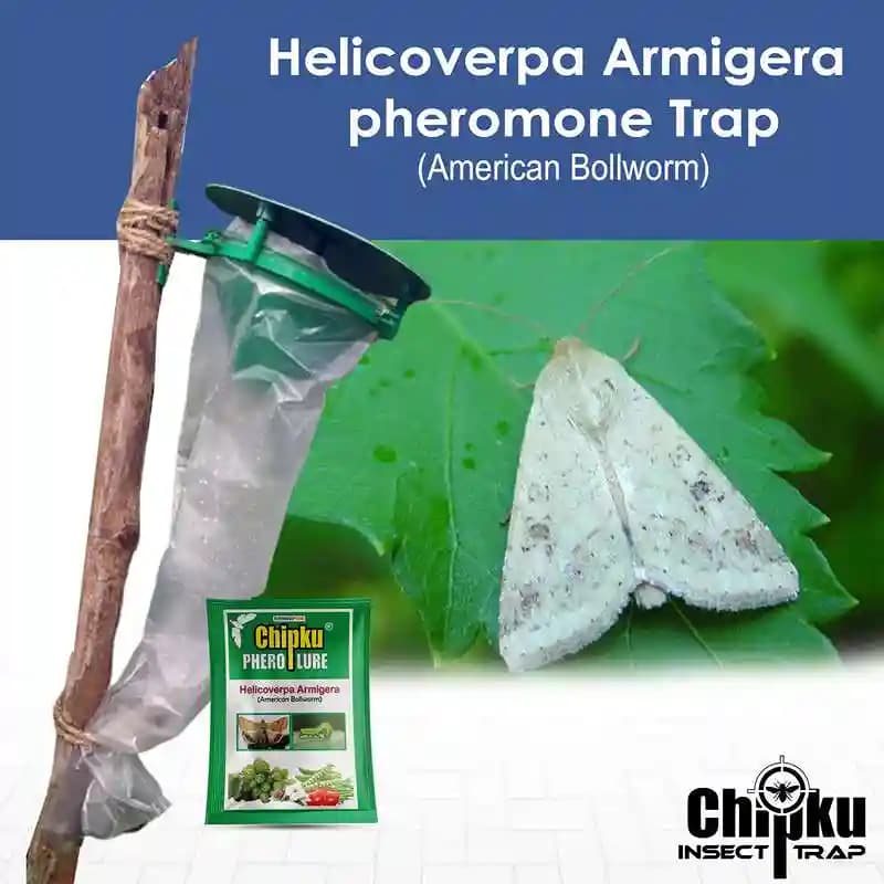 Chipku Pheromone Trap Funnel With Helicoverpa Armigera Lure To Catch Insect Moth of Green Leaf Eating Caterpillar. Useful in Cotton, Tomato & Others - Image 7