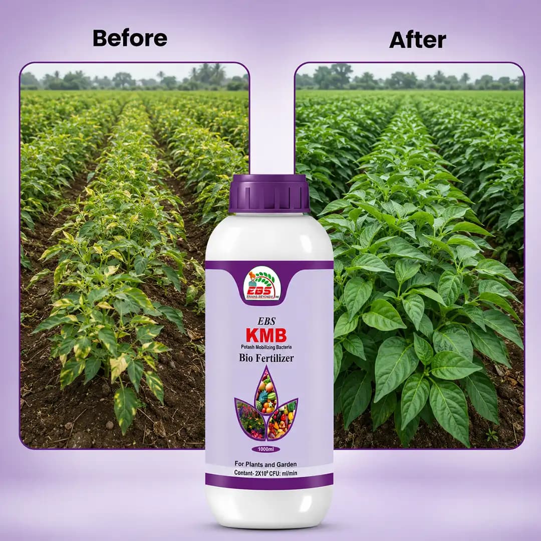 EBS KMB Potash Mobilizing Bacteria Bio Fertilizer, Use for Plants, Crops And Home Garden - Image 8