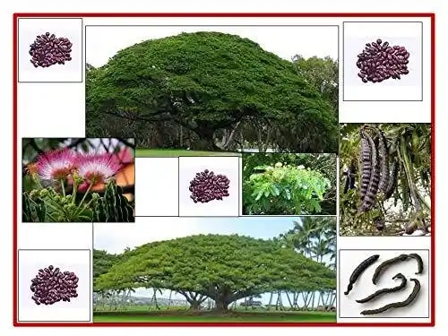 RK Seeds- Samanea Saman seed Rain Tree Seeds,Avenue tree seeds Samanea Saman Seeds, , SHADE tree seeds , Best for planting in Road Avenue , Garden