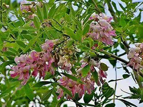 Sri Sai Forestry Gliricidia Sepium Tree Seeds for Fodder, Manure & Live Fencing - Image 2