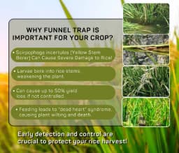 Chipku Pheromone Trap Funnel With Scriptophaga Incertulas Lure To Catch Insect, Moth Yellow Rice Stem Borer (YSB) 6