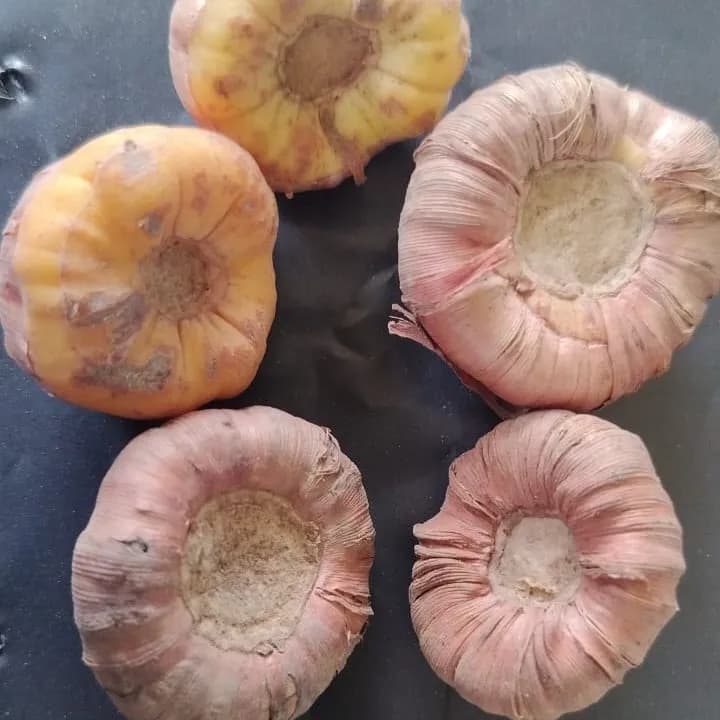 VR Gladiolus Flower Bulbs, Mixed Colours, Sword Lily, Suitable For Gardens, Pots And Cut Flower (20 Bulbs) - Image 2