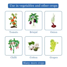 Beta - Bio and Eco-Friendly Remedy for Thrips and Mites, Useful for All Agricultural Crops 4