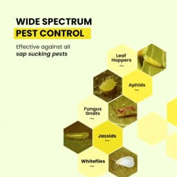 IFFCO Urban Garden Sticky Traps Pest Control, High-Quality Durable Waterproof & UV-Resistant (Yellow & Blue) 3