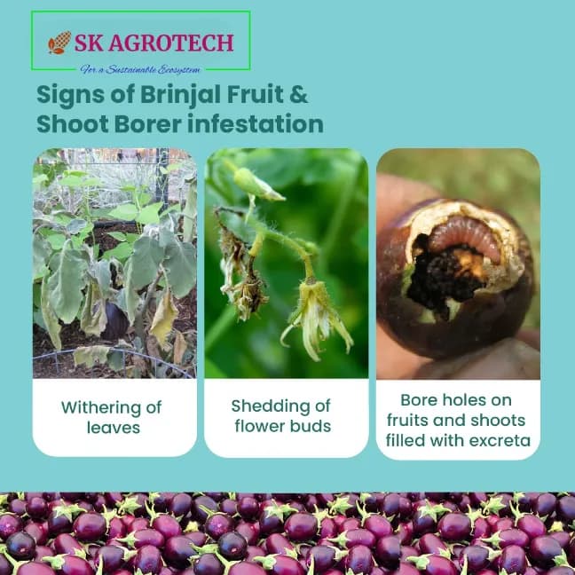 SK Agrotech Leucinodes Orbonalis (Brinjal Fruit and Shoot Borer) Pheromone Trap With Lure - Effective Pest Management Solution - Image 13