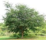 RK Seeds Madras Thorn Tamarind Seeds - Pithecellobium Dulce Seeds , Natural Seeds , Leaves Are Useful Livestock Feeds , Can Use For Shade , Shelter 3