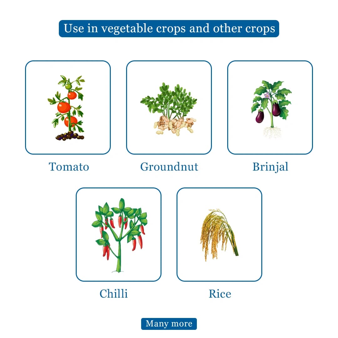 BACF Ilex Insecticide - Image 4