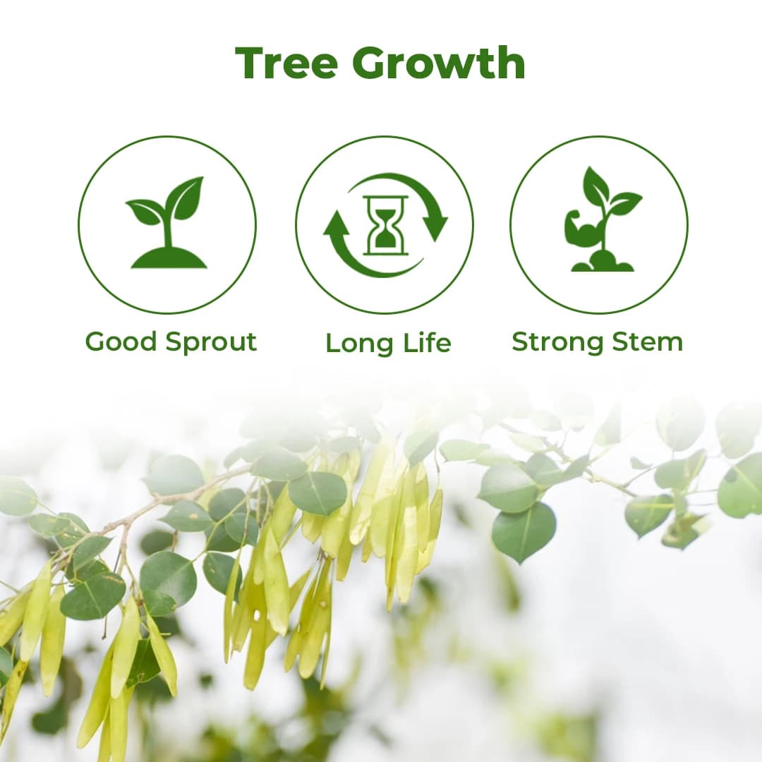 SRI SAI FORESTRY - Shisham Tree Seeds (North Indian Rosewood ) , Hard Tiber Seeds - Image 3