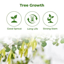 SRI SAI FORESTRY - Shisham Tree Seeds (North Indian Rosewood ) , Hard Tiber Seeds 3