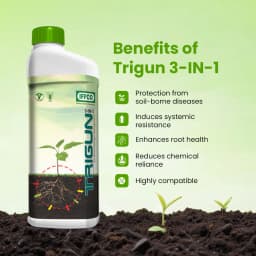 IFFCO TRIGUN 3-in-1 Liquid Soil Borne Pathogen Management, For Fungal, Bacterial, and Nematodal Diseases 3