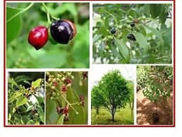 RK Seeds Sandalwood Seeds (Santalum Album), Sreegandha, White Chandan Seeds For Planting Sandalwood Plantation, Easy To Grow With Basic Care 3