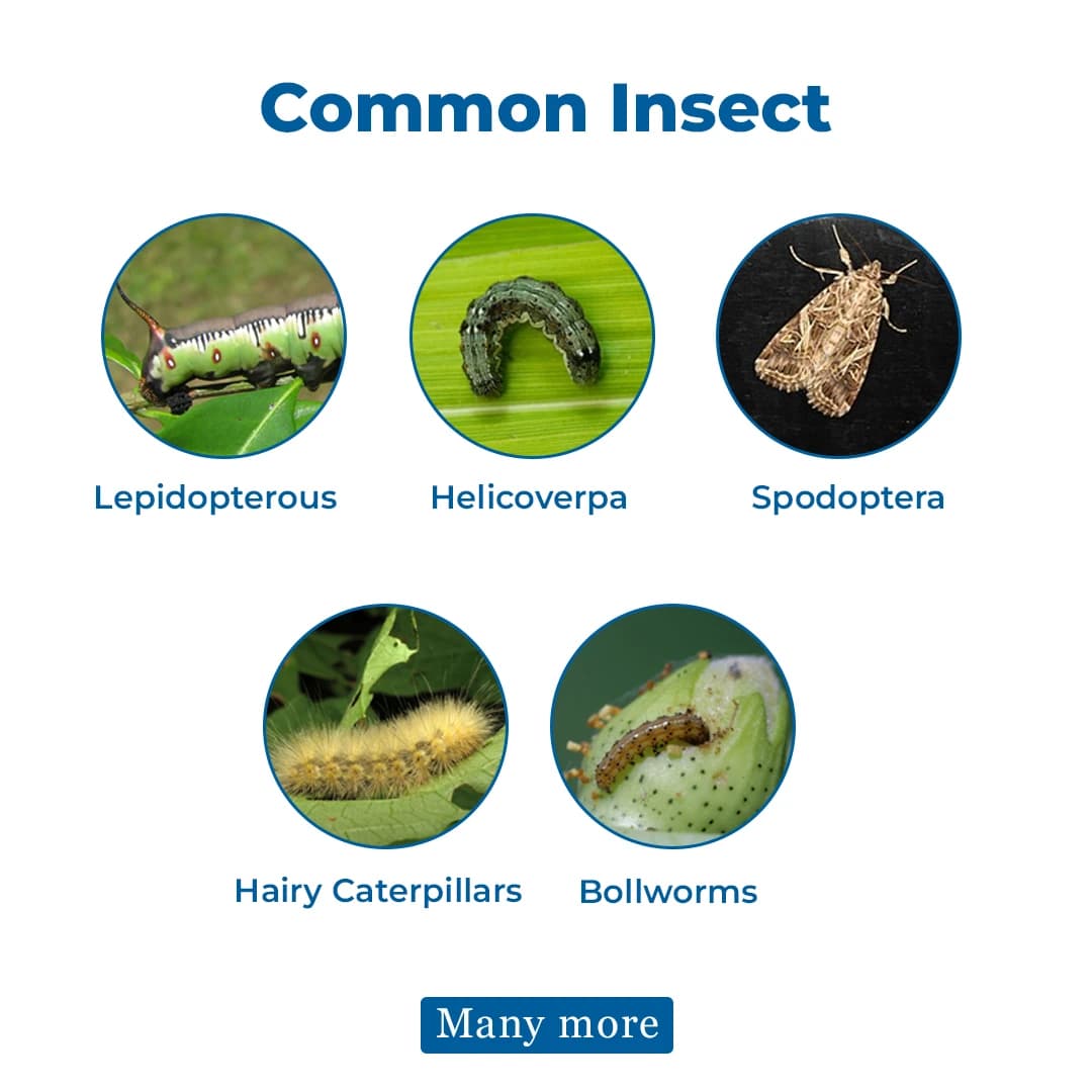 IPL Daman Beauveria Bassiana Bio Insecticide, Effective Control of Root Borer, Caterpillars & Sucking Pests - Image 3