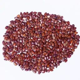 RK Seeds Subabul Tree Seeds , Subabul Fodder cattle Seed , Subabul , Safed Babool , Soundal , Fodder Seeds , Leucaena Leucocephala,River tamarind 3