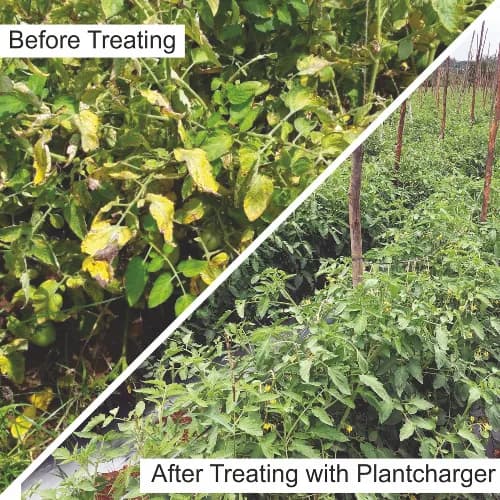 Barrix Plantcharger , Organic Plant Nutrition Mixture, Improves immunity. - Image 4