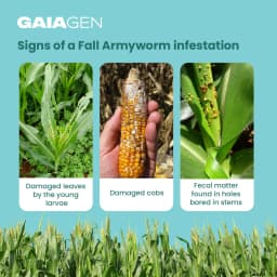 Gaiagen Fall Army Worm Pheromone Lure For Spodoptera Frugiperda And Insect Funnel Trap, IMO Certified 4