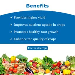 SPRING EVER - Special Plant Growth Promoter, Non-Toxic and Safe to Use, Combination of Humic Acid, Amino Acid, Fulvic Acid, Seaweed Extract, Cytokinin 4