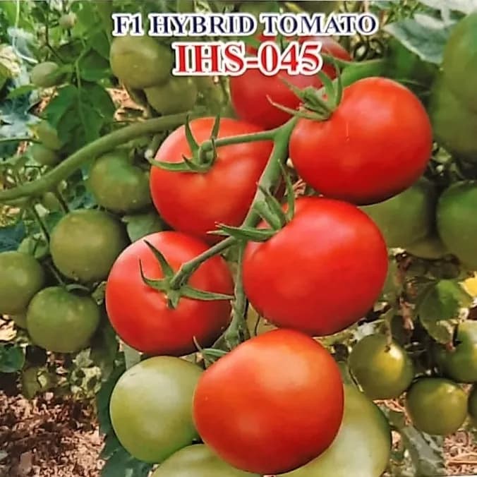 Iris IHS-045 Tomato Seeds - (Tamatar Seeds) Oblate Round, Glossy Red, TYLCV Tolerant Variety - Image 2