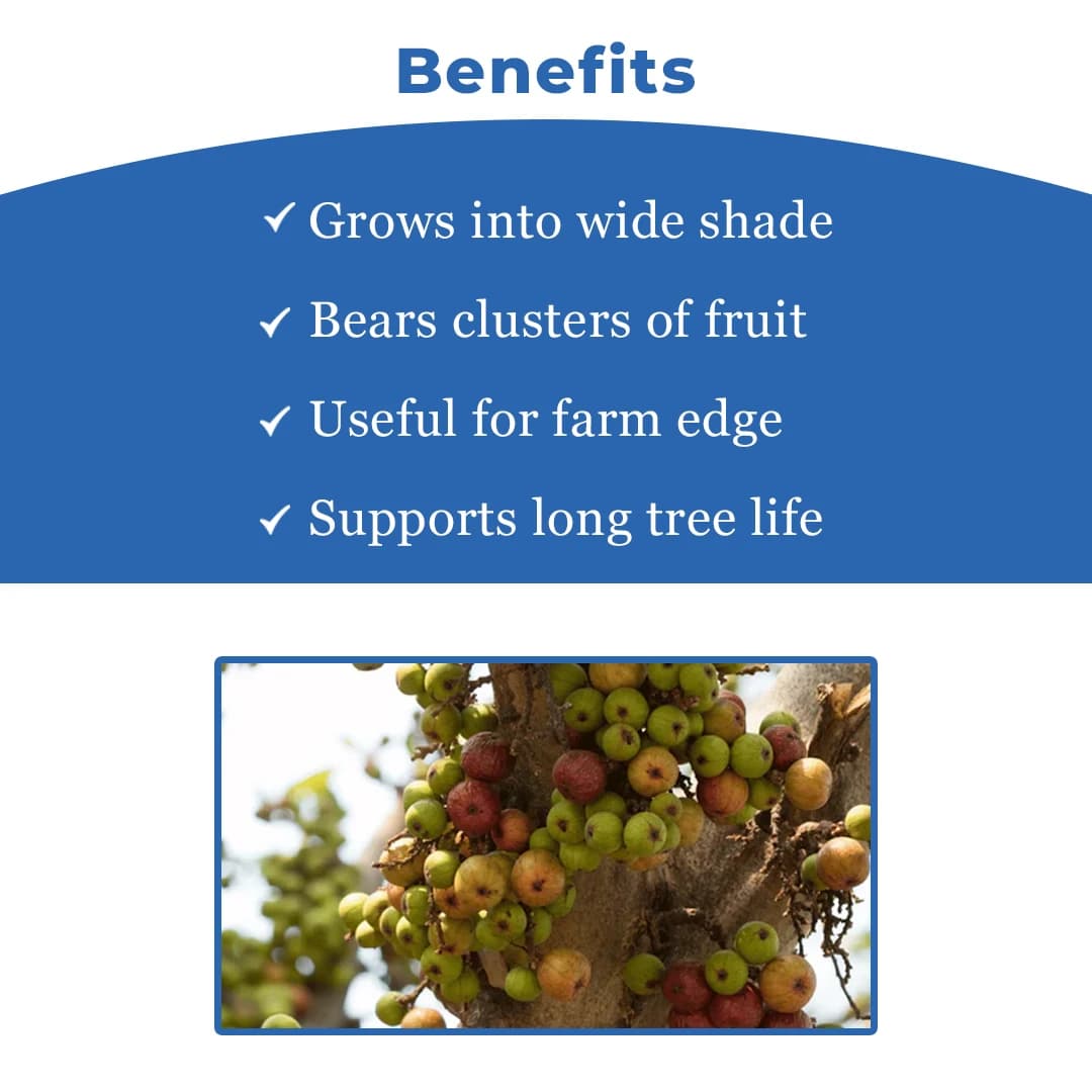 SRI SAI FORESTRY - Gular - Cluster Fig - Ficus Racemosa - Natural Tasty Athi Fruit Tree seeds - Image 4