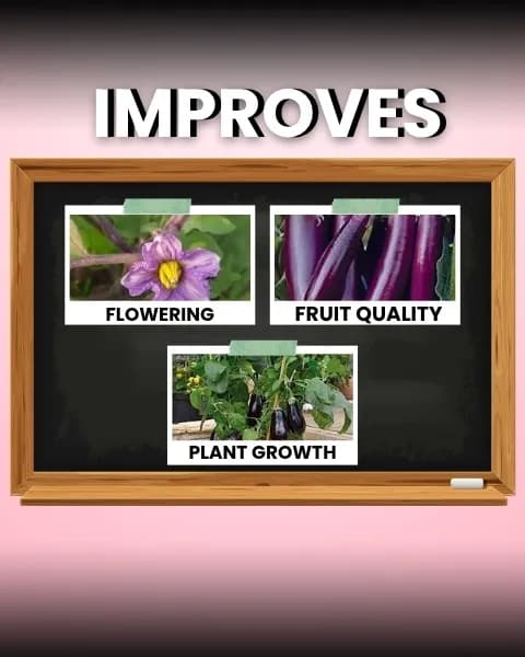 Katyayani Flowering Fertilizer Booster + Mix Micro - Image 8